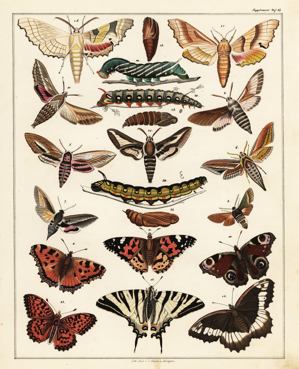 Variedades de mariposas, polillas, etc., 1841 (litografía) de Unbekannter Künstler