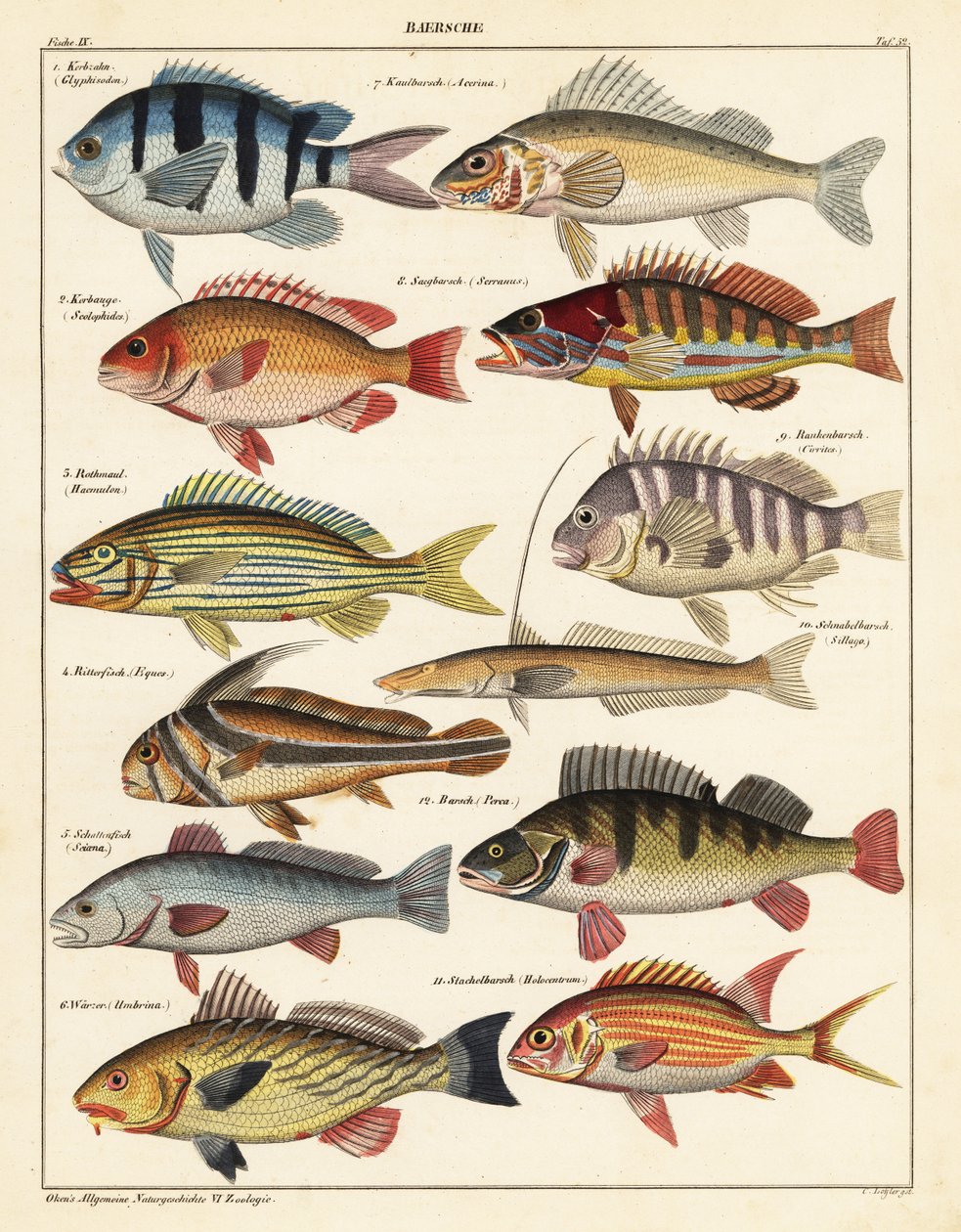 Variedades de peces, 1841 (litografía) de Unbekannter Künstler