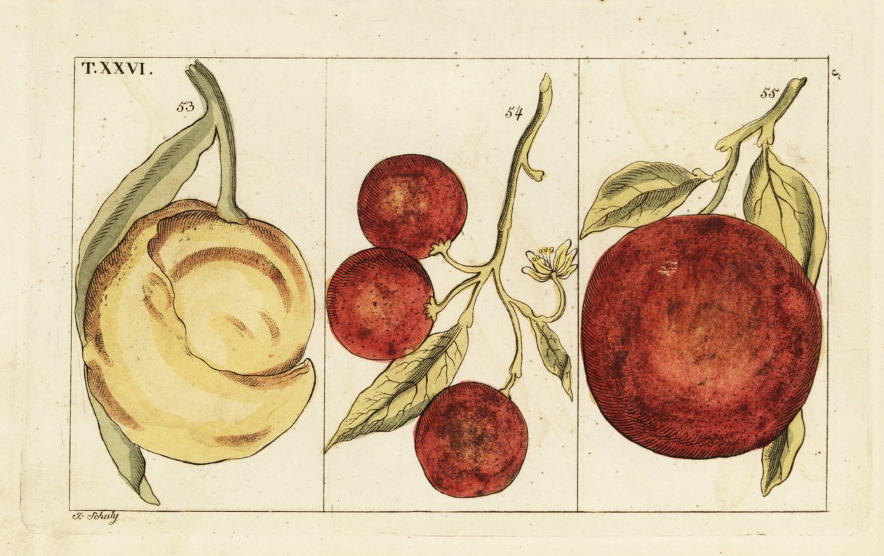 Variedades de naranjas. de Unbekannter Künstler