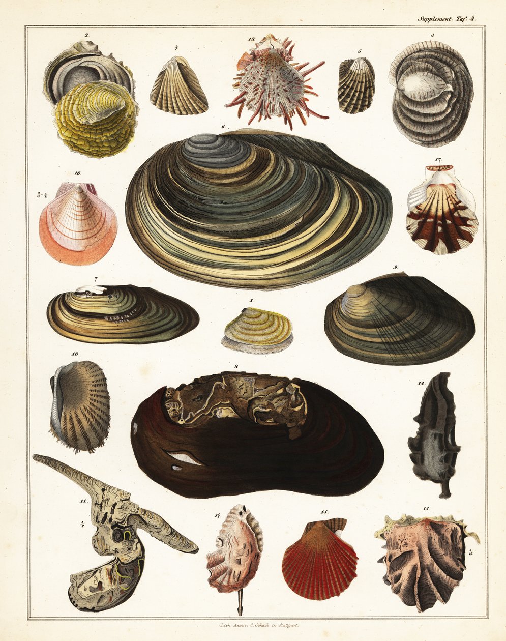 Variedades de conchas, moluscos.,1841 (litografía) de Unbekannter Künstler