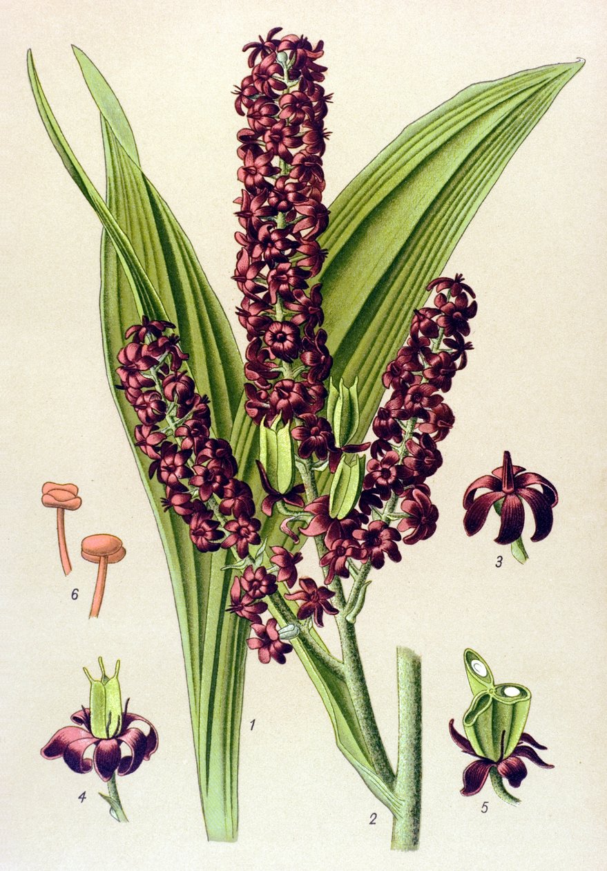 Planta venenosa (tóxica): Veratum negro (Veratrum nigrum) de Unbekannter Künstler