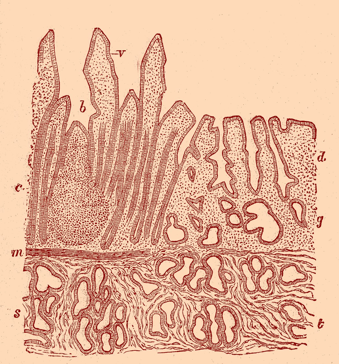 Sección vertical de la mucosa de Unbekannter Künstler