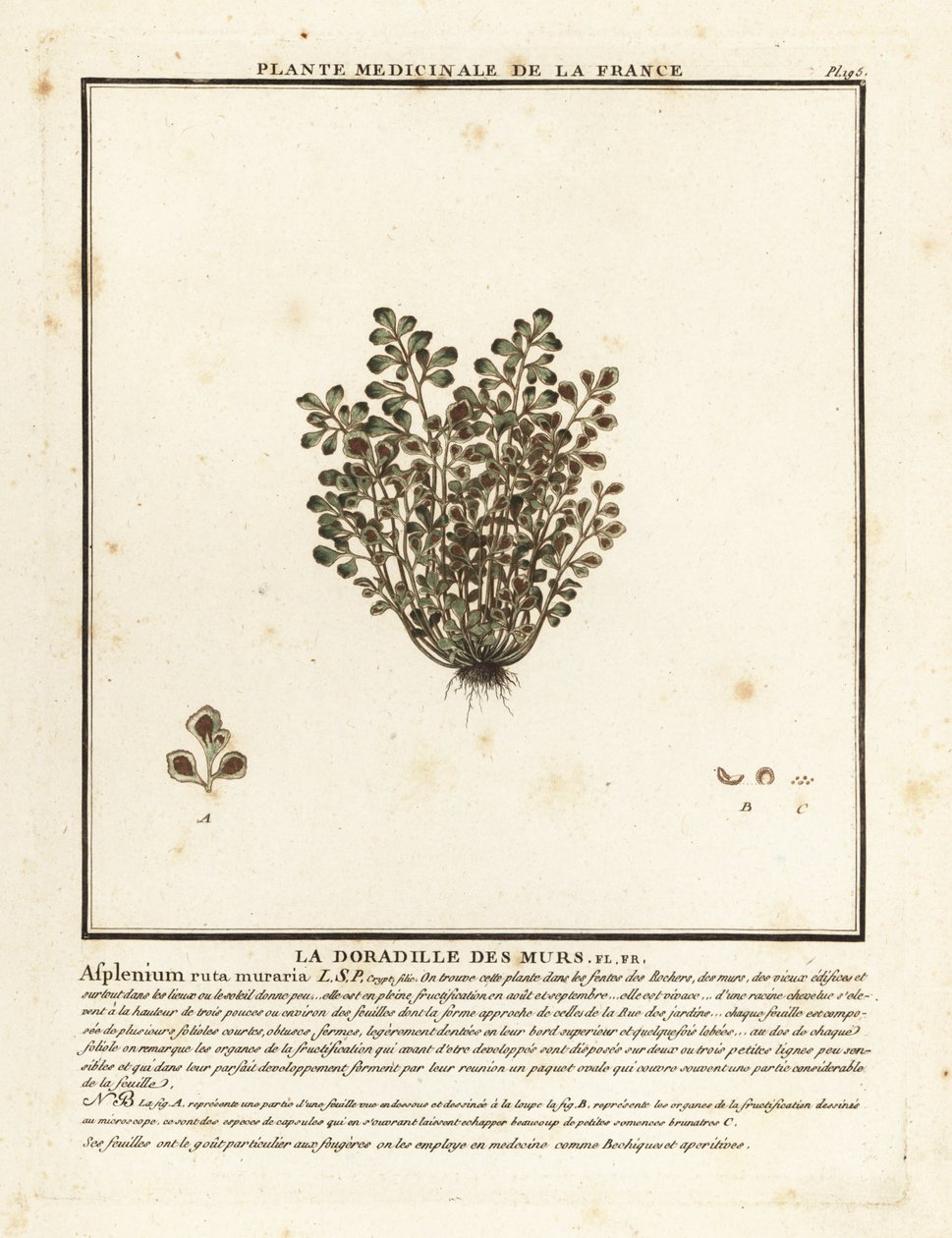 Wall-rue, Asplenium ruta-maria. de Unbekannter Künstler