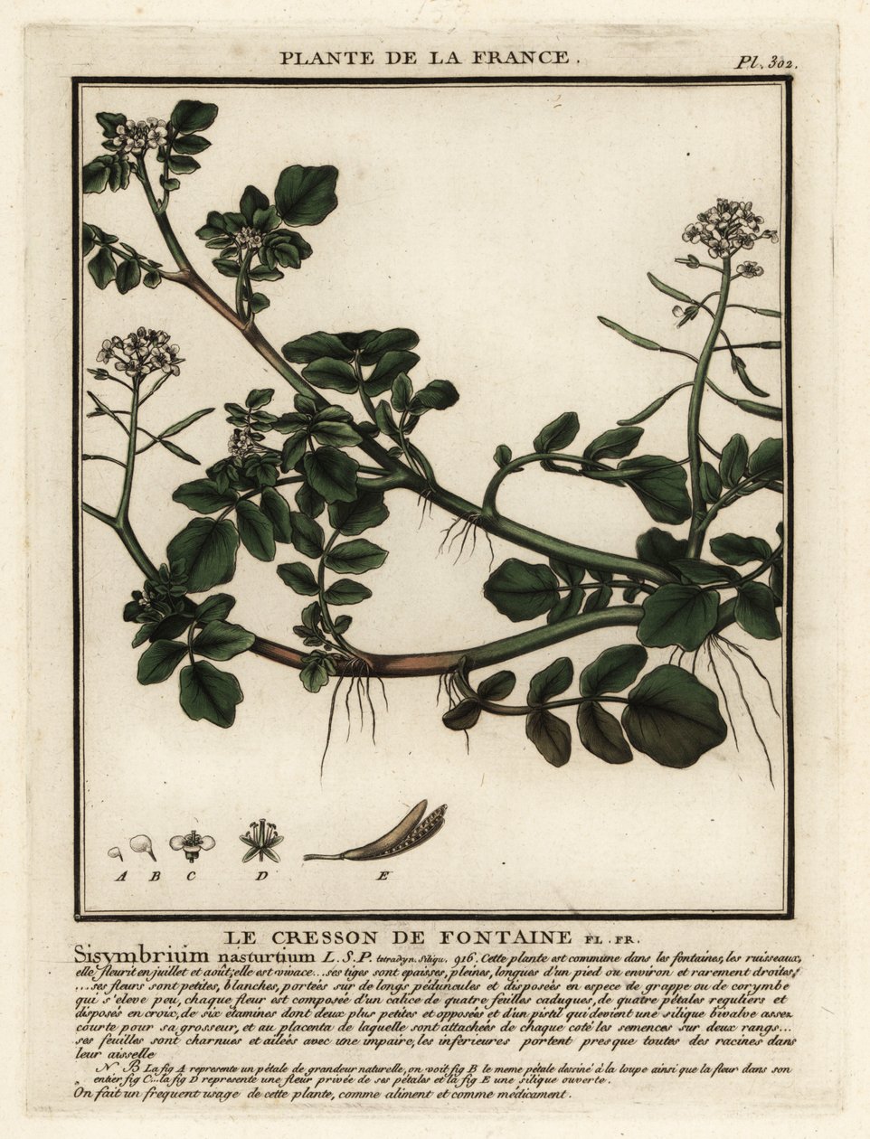 Berros, Nasturtium officinale. de Unbekannter Künstler