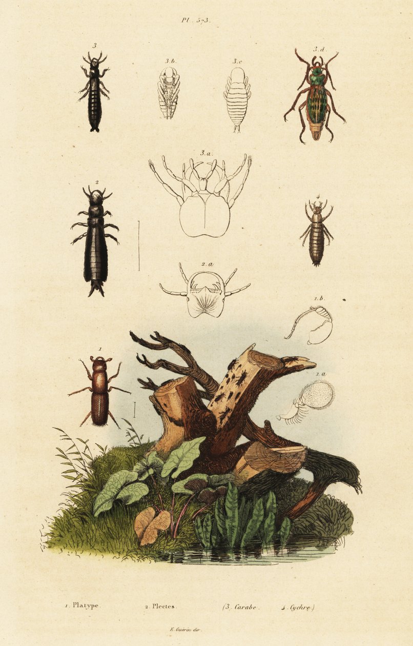 Gorgojos y escarabajos de tierra. de Unbekannter Künstler