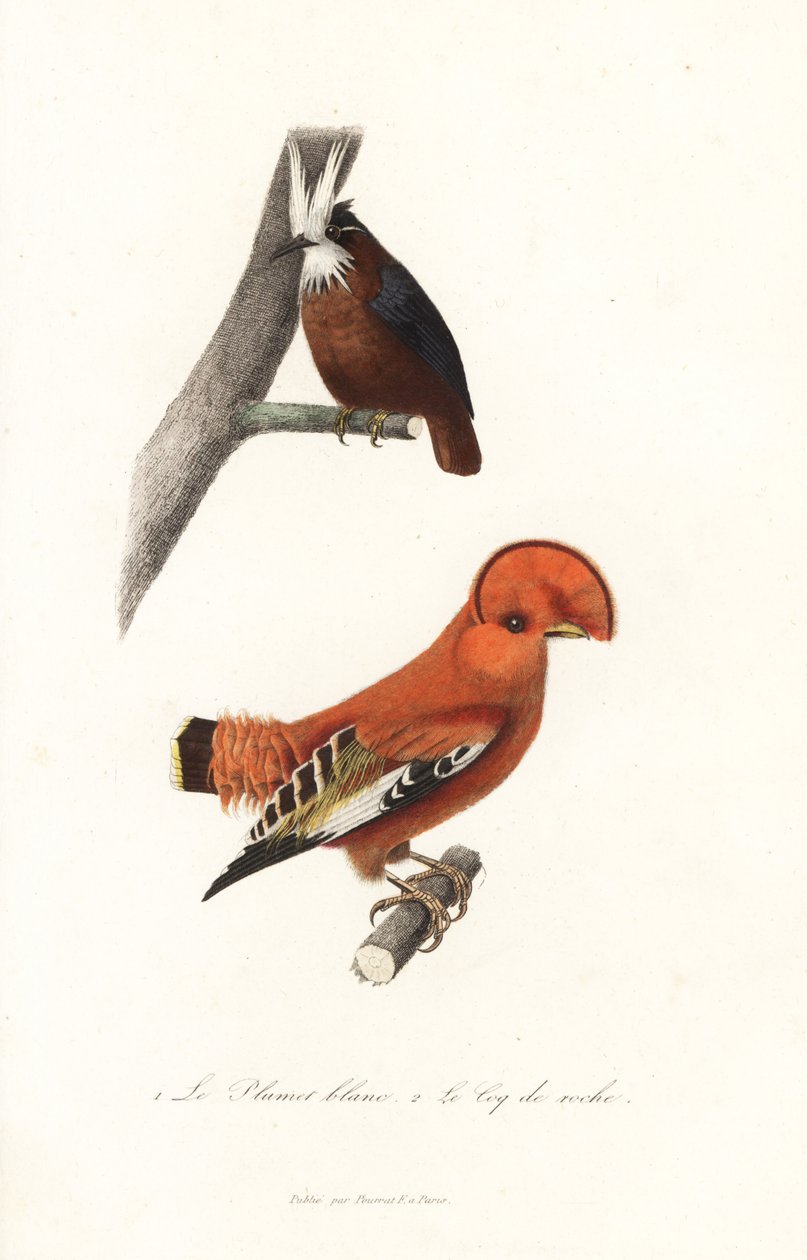 Hormiguero de plumaje blanco y gallito de las Guayanas. de Unbekannter Künstler