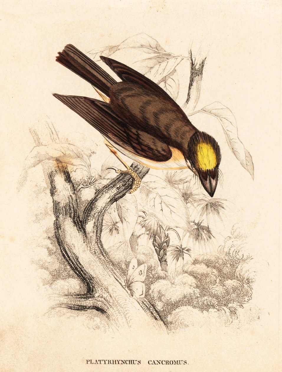 Platyrinchus mystaceus (Platyrhynchus cancromus). Grabado en acero coloreado a mano de la Galería de Historia Natural de Georg Friedrich Treitschke, Naturhistorischer Bildersaal des Thierreiches, Liepzig. de Unbekannter Künstler