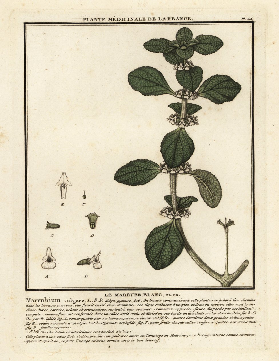 Marrubio blanco, Marrubium vulgare. de Unbekannter Künstler