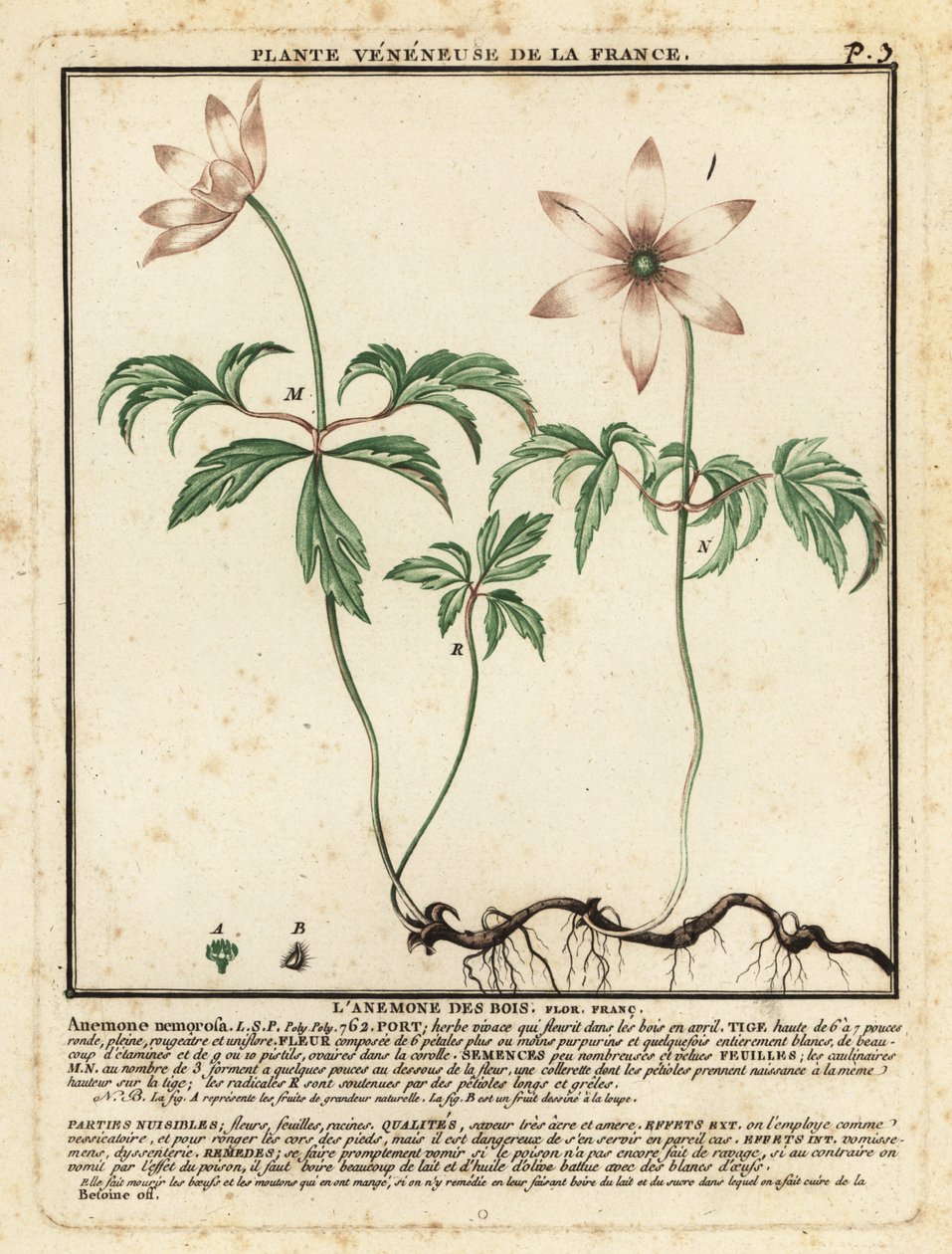 Anémona de madera, Anemone nemorosa. de Unbekannter Künstler