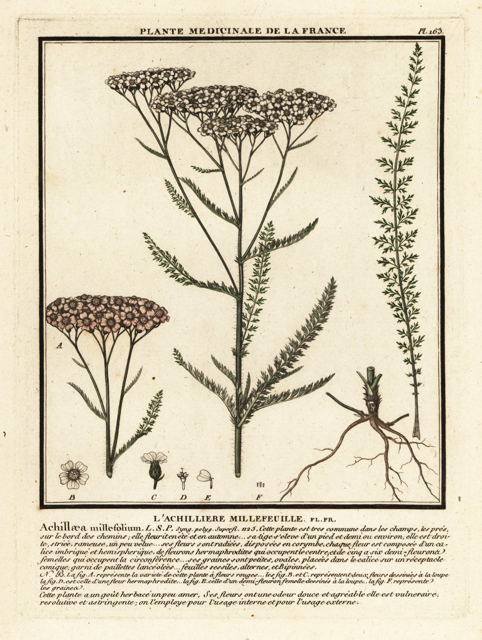Milenrama, Achillea millefolium. de Unbekannter Künstler
