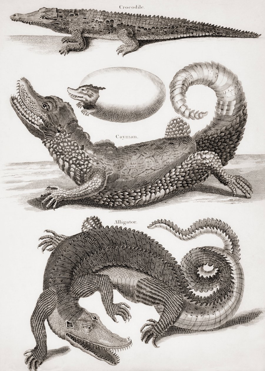 Crocodilia: Cocodrilo, Caimán y Aligátor de Unbekannt Unbekannt