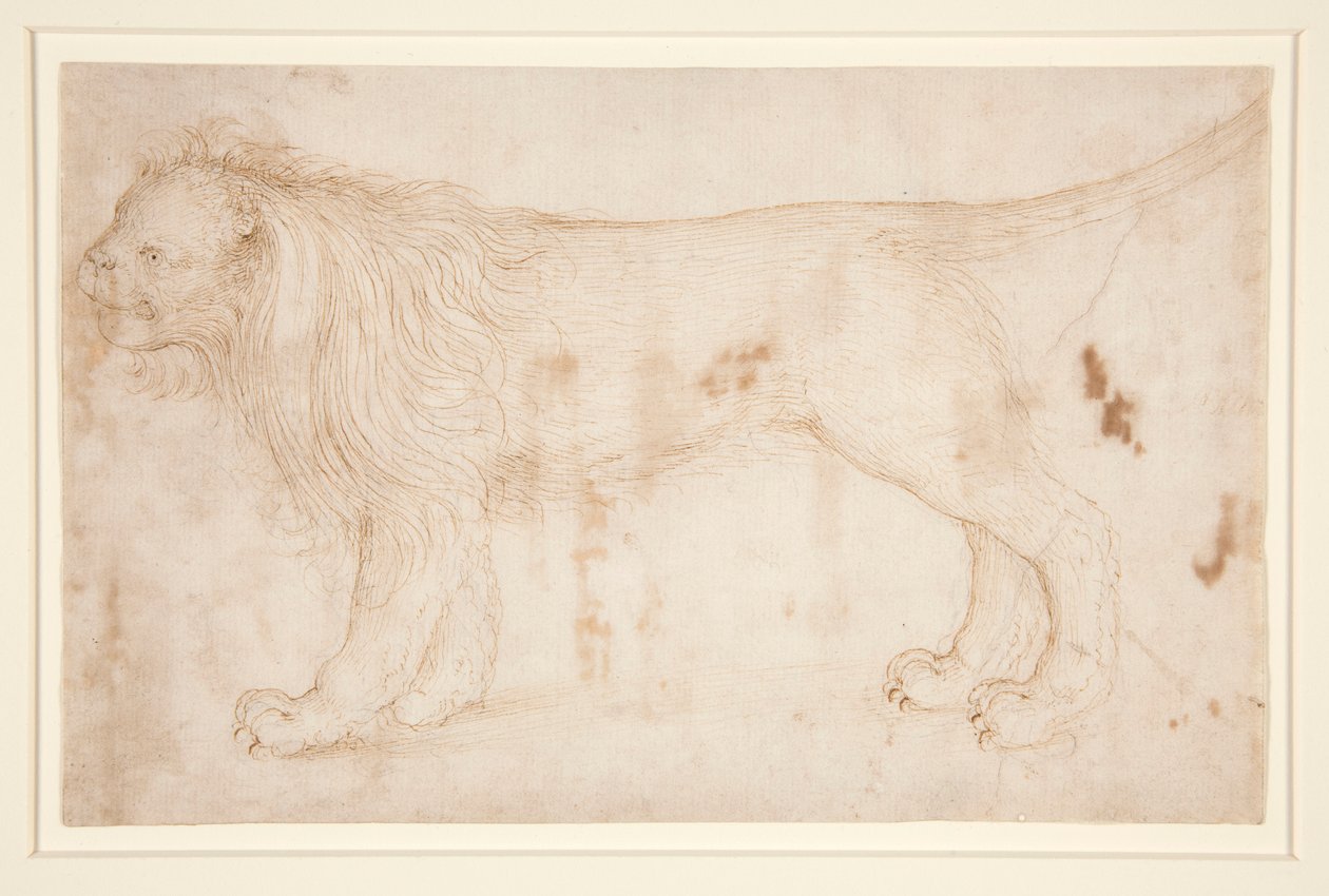 Un leon de Unknown