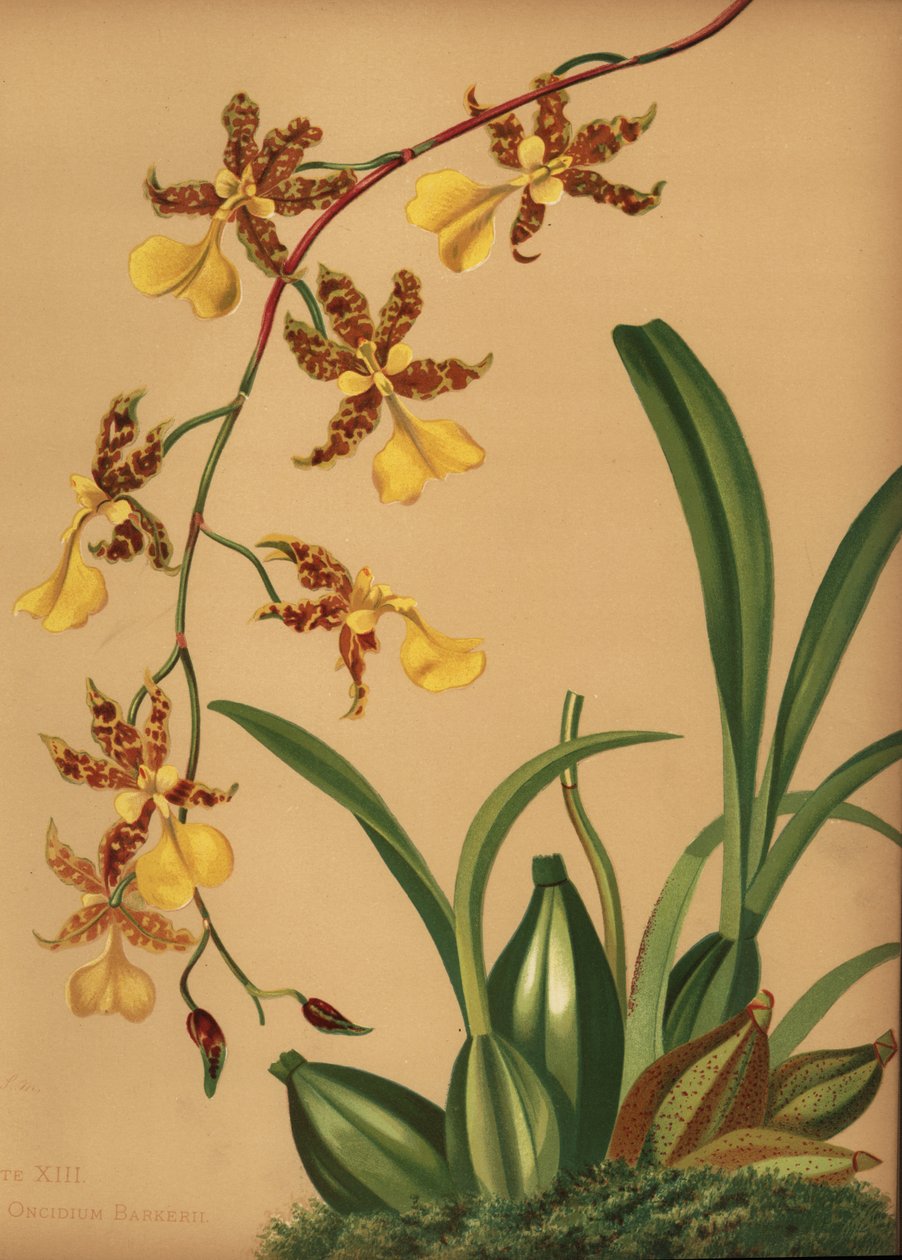 Orquídea dama danzante, Oncidium tigrinum (Oncidium barkerii) de Unknown