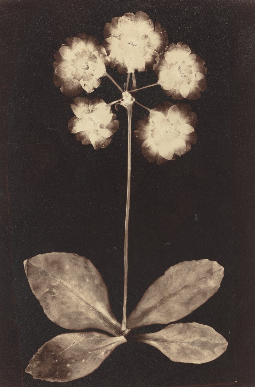 Fotograma botánico de Unknown 19th Century