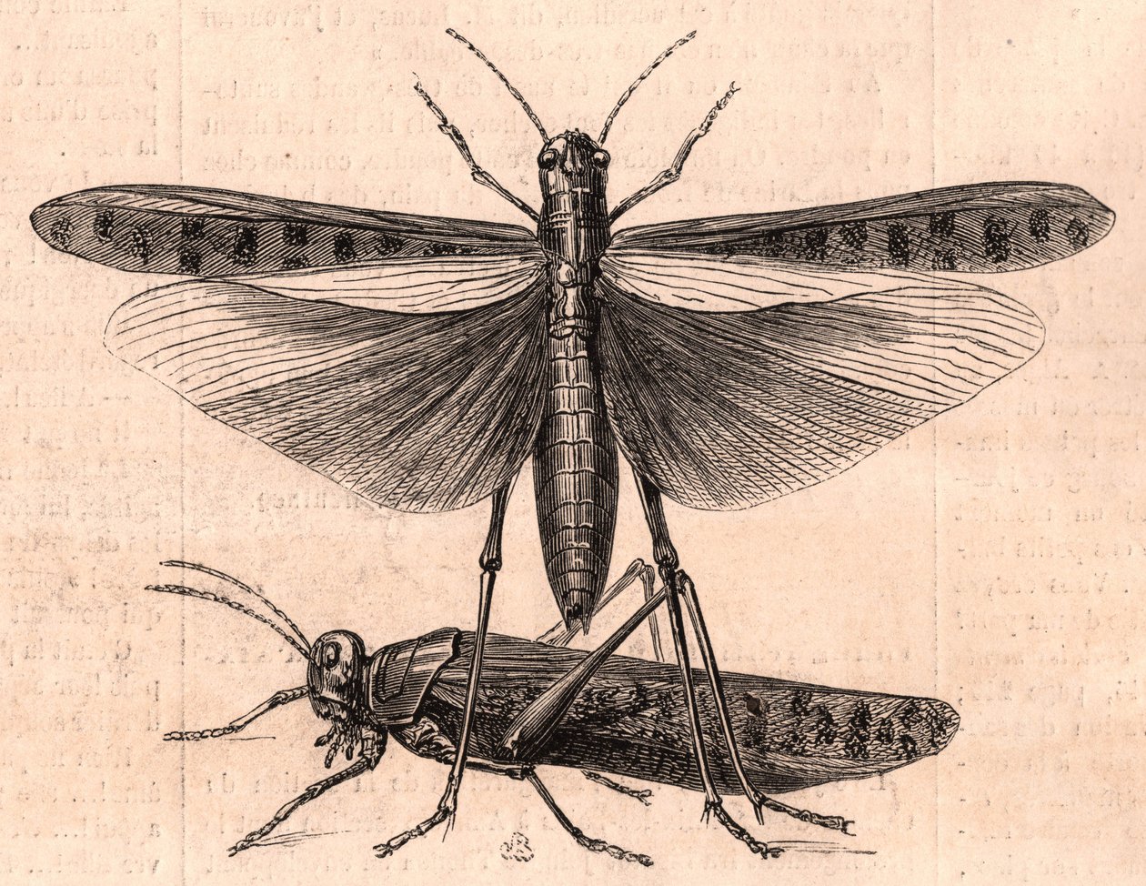 Un saltamontes y un grillo de Unknown