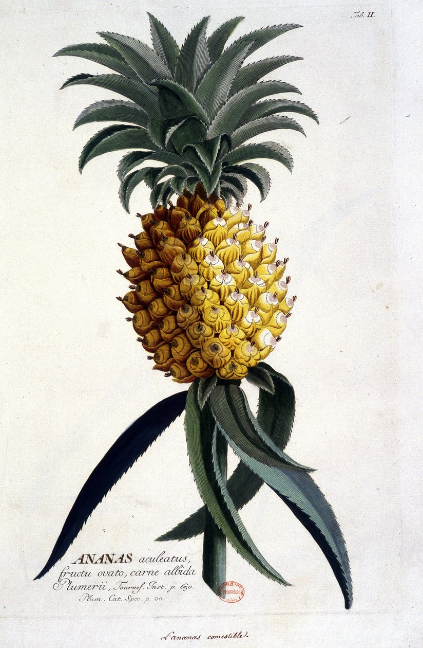 Lámina botánica: piña. Siglo XIX de Unknown artist