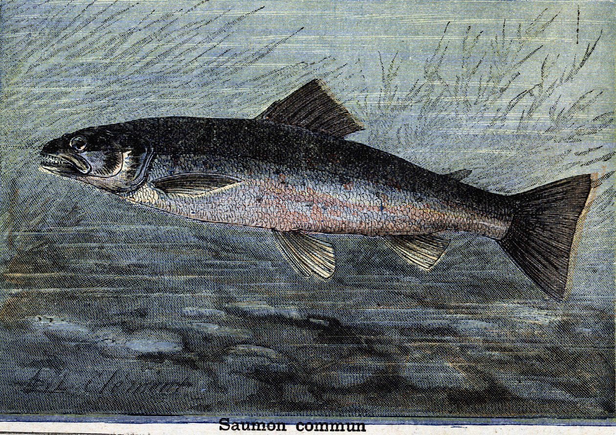 Salmón común. Grabado de 1897 de Unknown artist