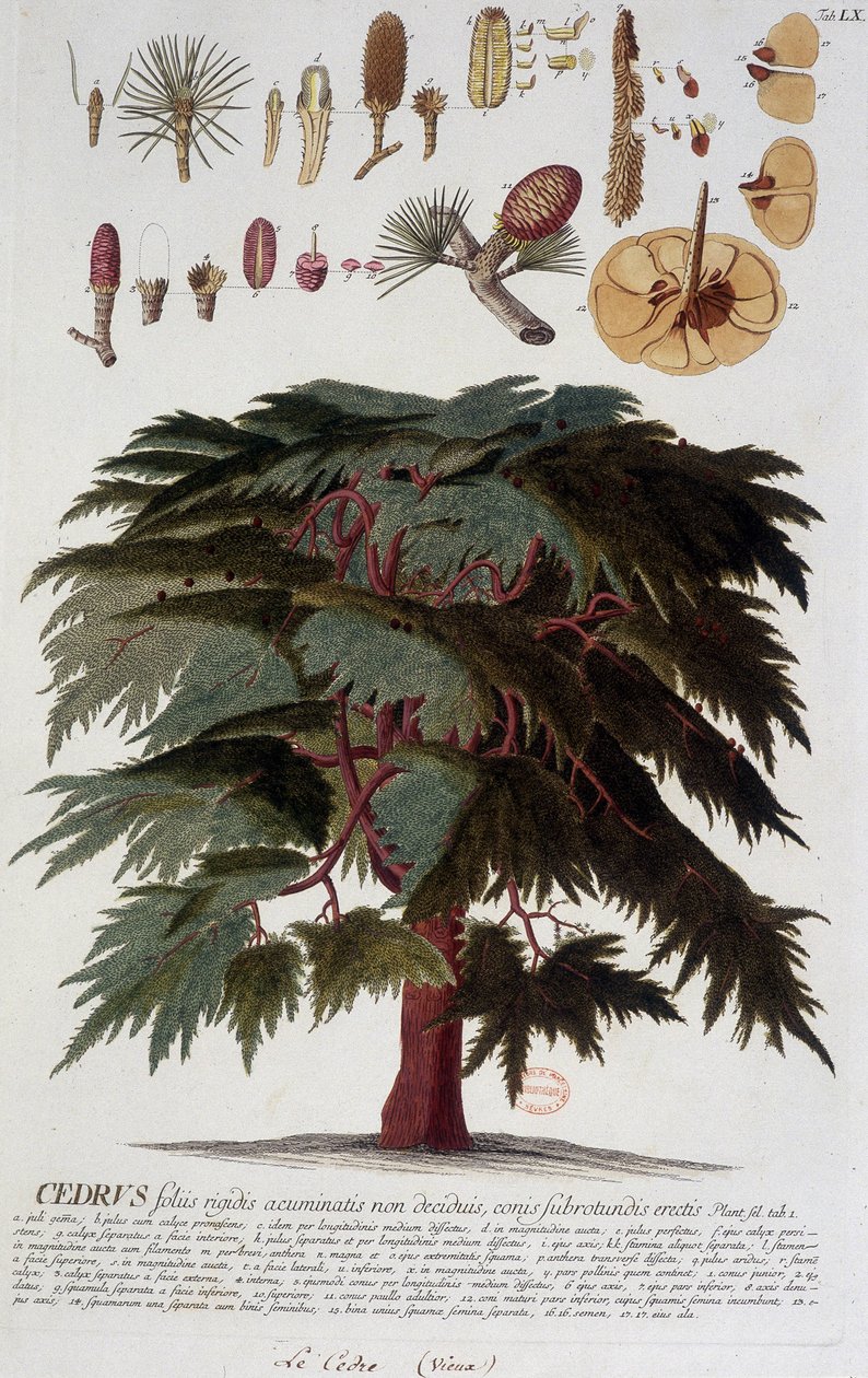 Lámina botánica: Cedro. s.f. siglo XIX de Unknown artist