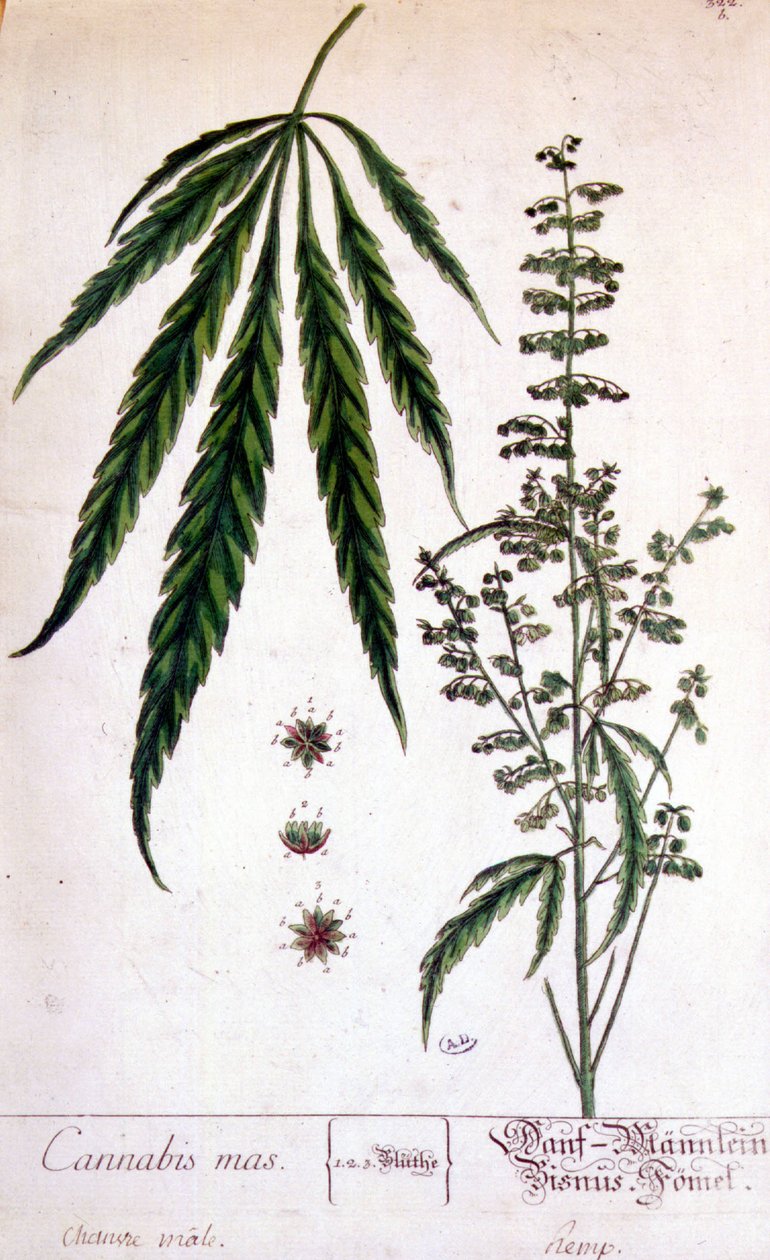 Planta de cannabis macho. Grabado del siglo XIX. de Unknown artist
