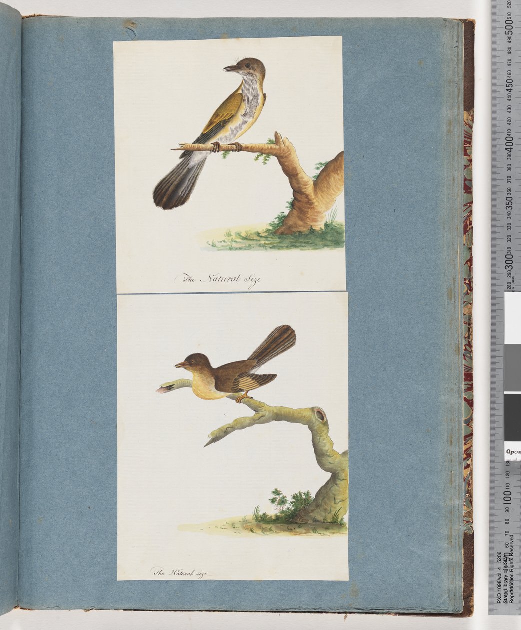 Página 111. Pájaro no identificado. 112. Pájaro no identificado. de Unknown artist