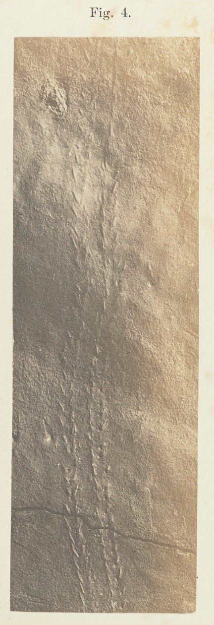 Placa 41. Figura 4. de Unknown artist