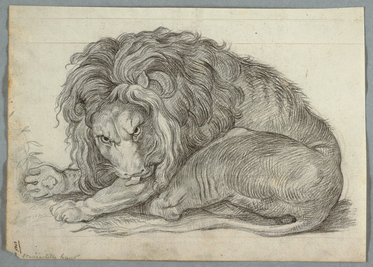 Estudio de un león de Unknown artist
