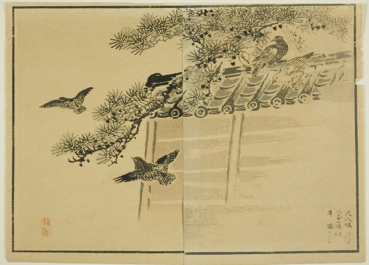 Tres tipos de pájaros junto a un muro de Unknown artist