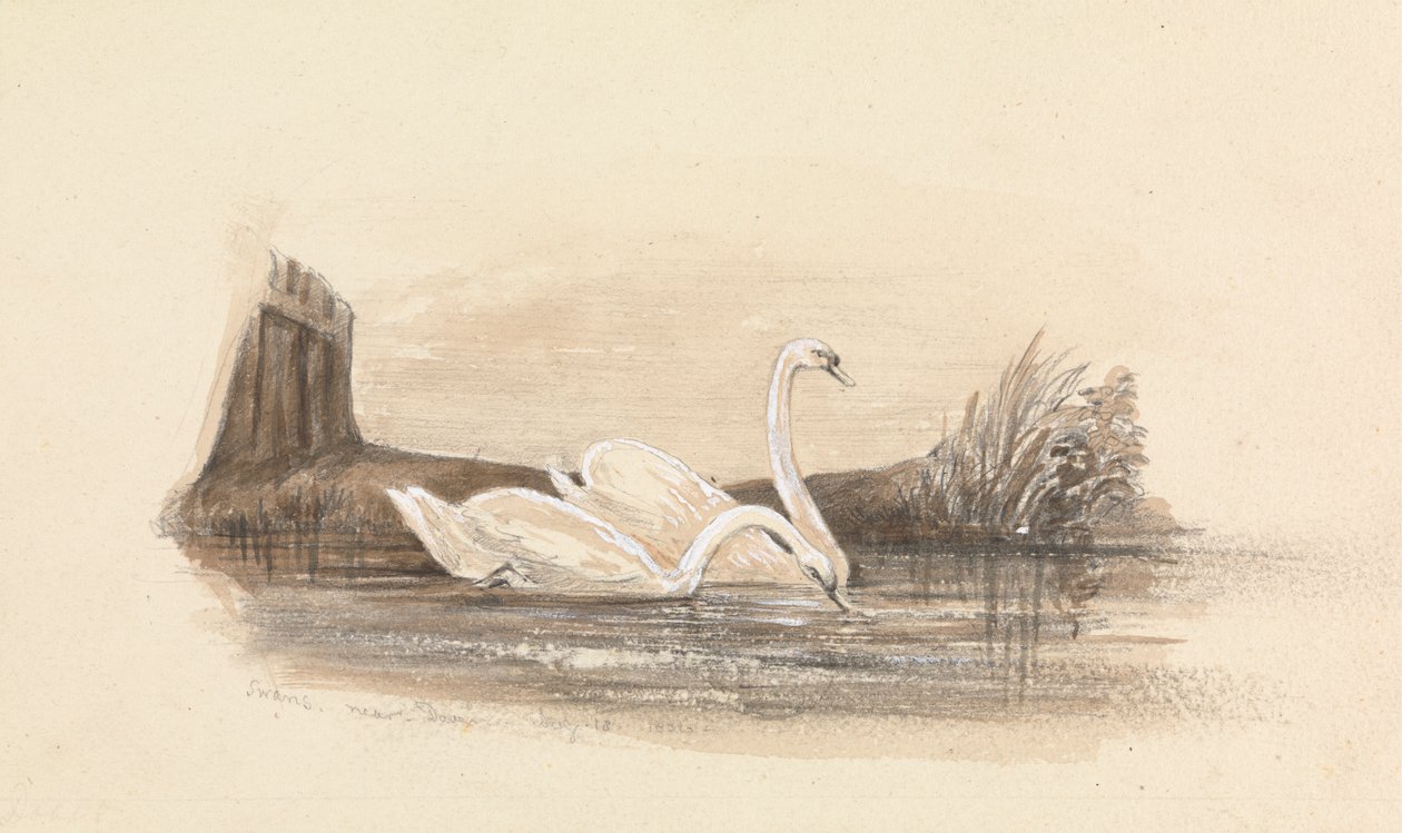 Dos cisnes en un lago de Unknown artist
