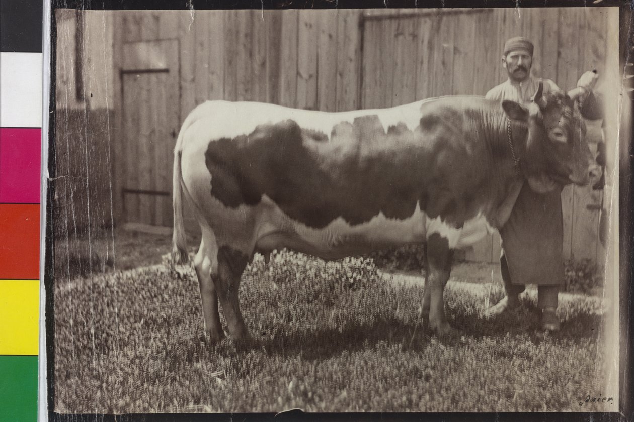 Vaca - Pinzgau Gelbscheck de Unknown photographer