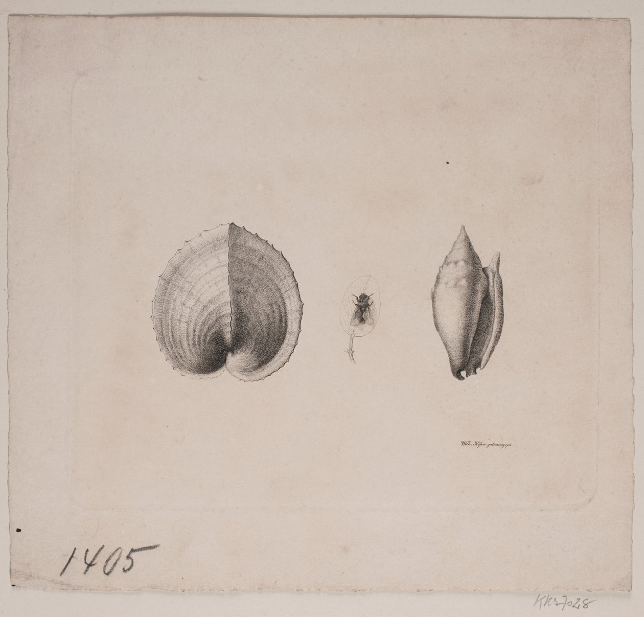 Dos Conchas y una Mosca de Vilhelm Kyhn