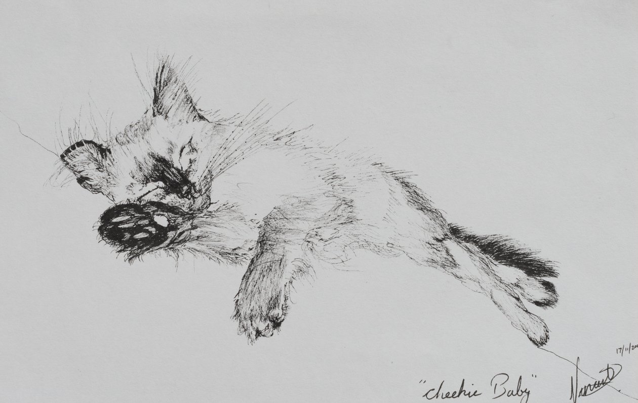 Kitty 