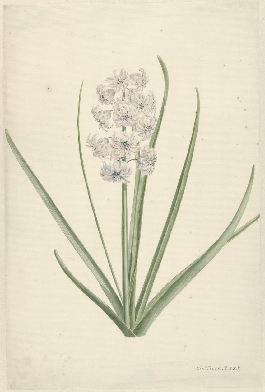 Jacinto azul claro de Vincent Jansz. van der Vinne