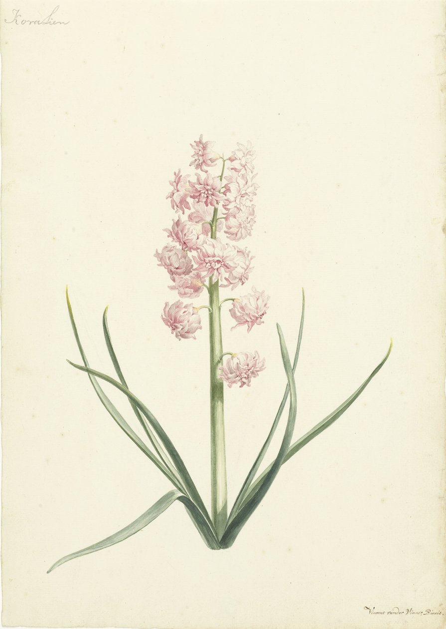 Jacinto Coralien de Vincent Laurensz. van der Vinne (II)