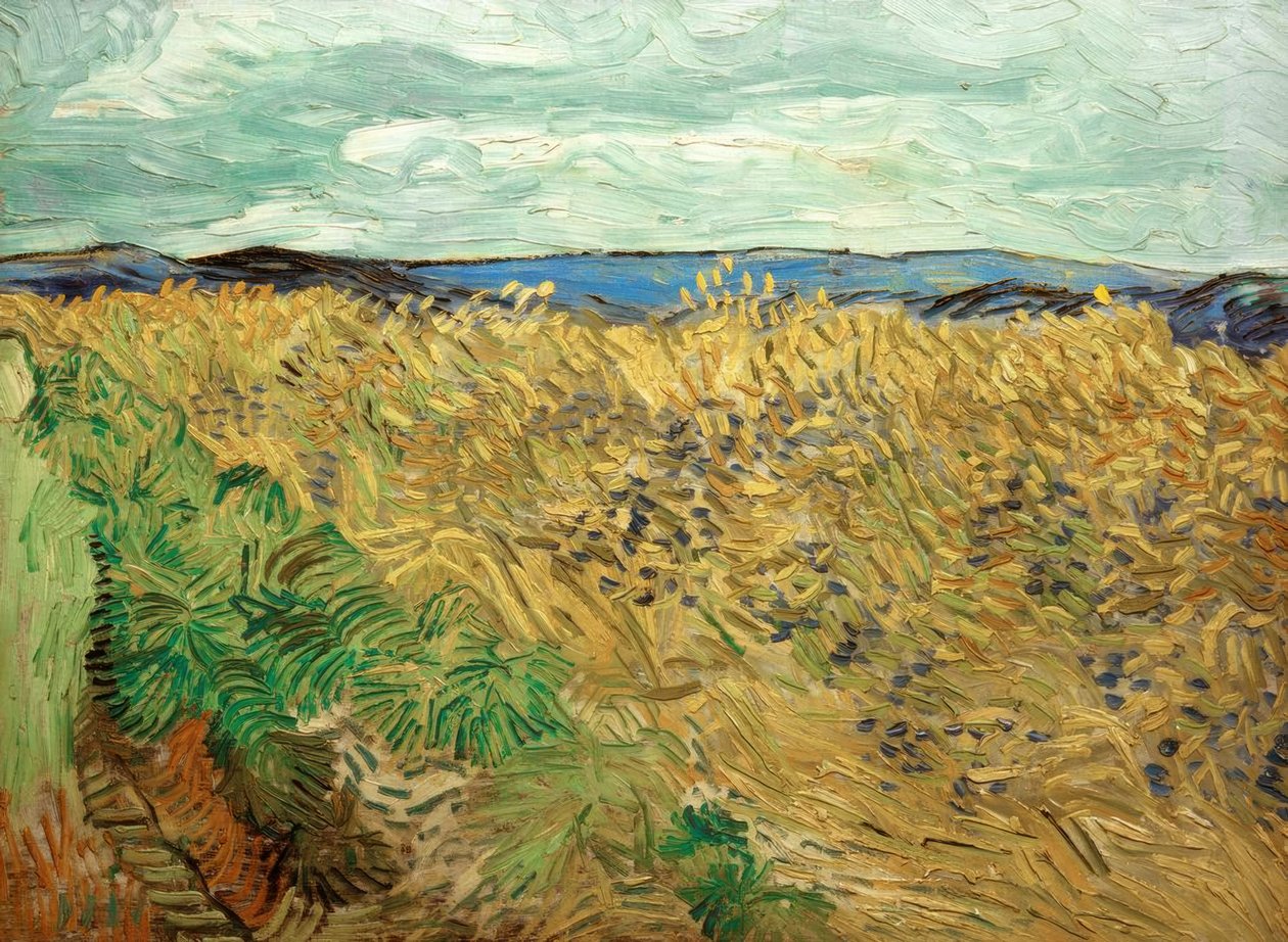 Campo, con acianos de Vincent van Gogh