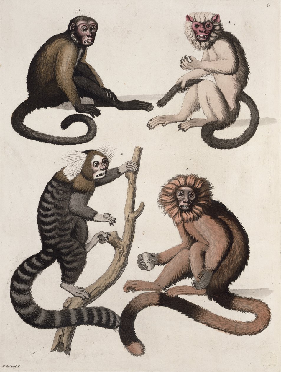 Monos de Vittorio Raineri