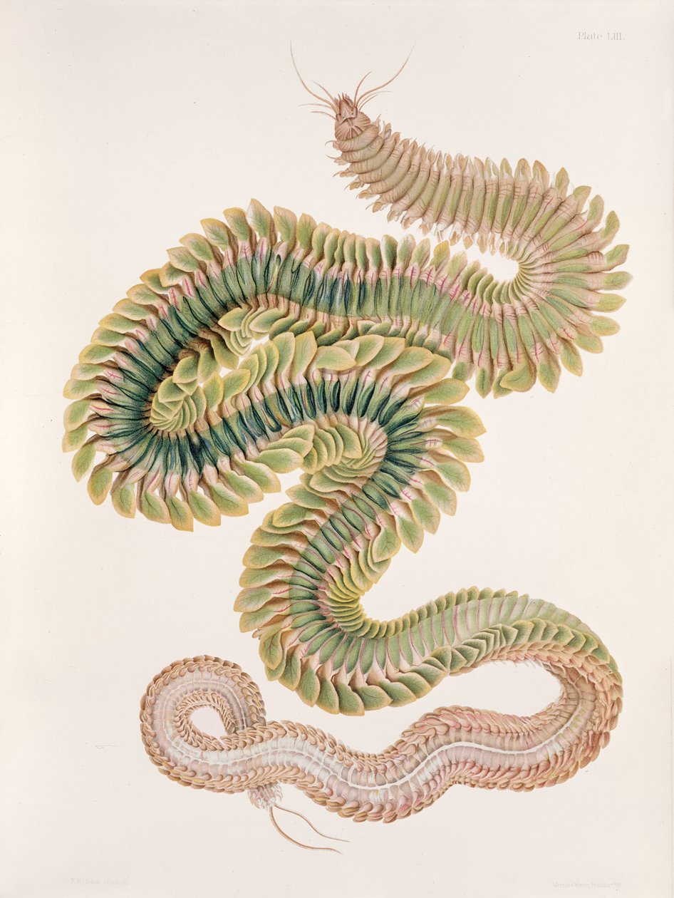 Nereis virens, 1910 de W. C. McIntosh