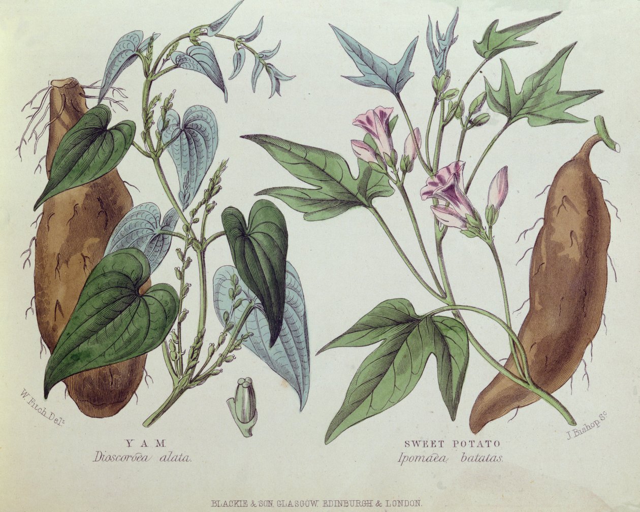 Ñame y Batata de W. Fitch