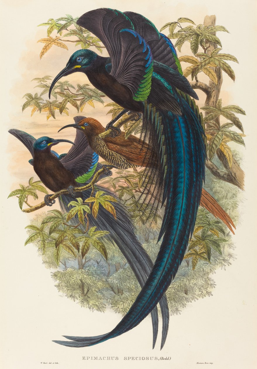 Epimachus speciosus (Ave del paraíso de pico curvo) de W. Hart