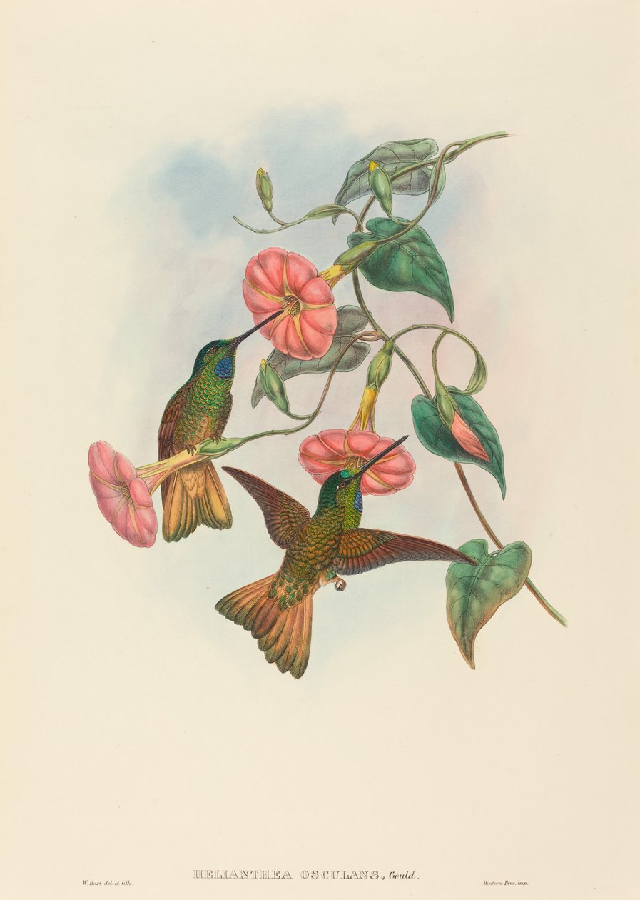 Helianthea osculans (Frente de estrella de cola de búfalo) de W. Hart