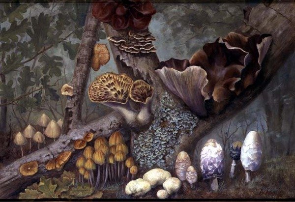 Hongos en el bosque (óleo sobre tabla) de W. Neville