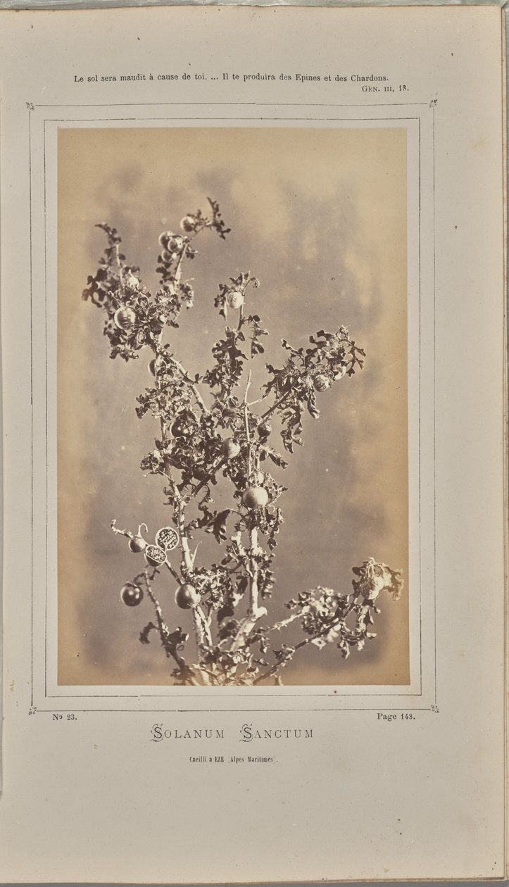 Solanum sanctum, cuelli en Èze (Alpes Marítimos) de W. de Bray
