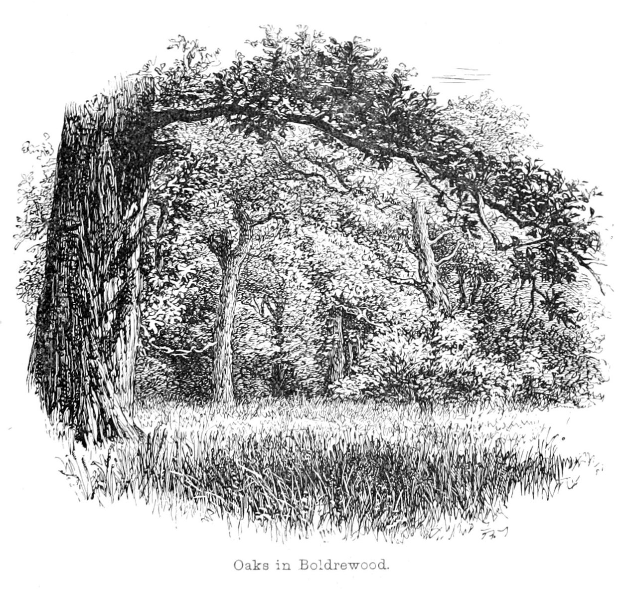 Robles en Boldrewood de Walter Crane