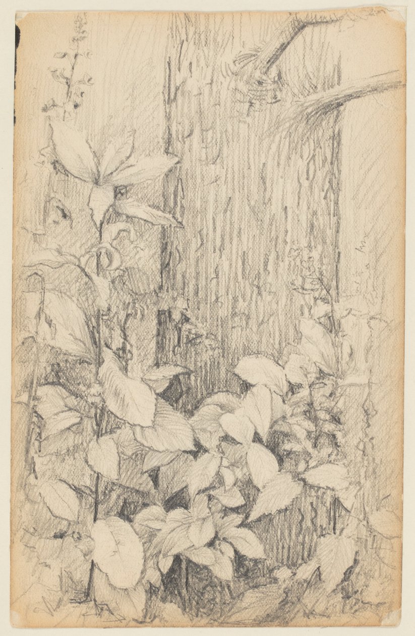 Estudio de maleza de Walter Clark