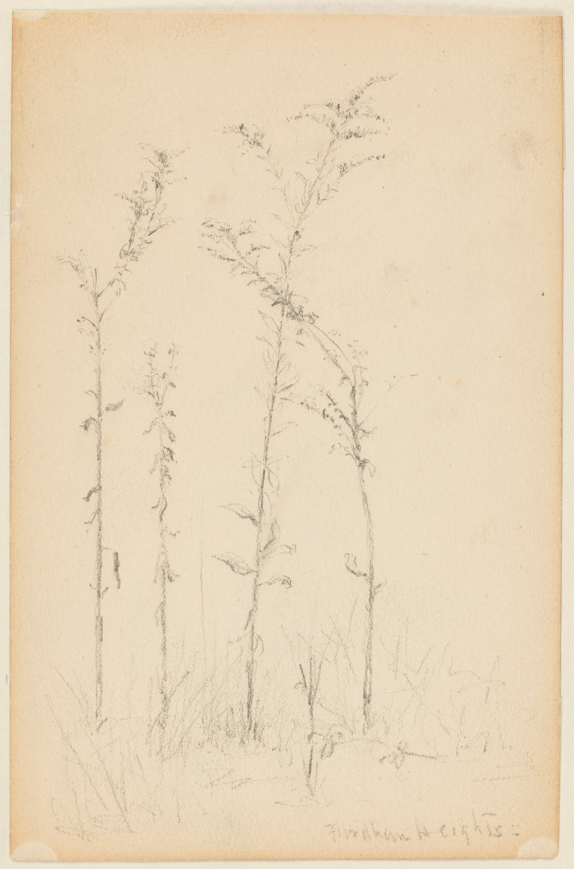 Estudio de plantas silvestres, Fordham Heights de Walter Clark