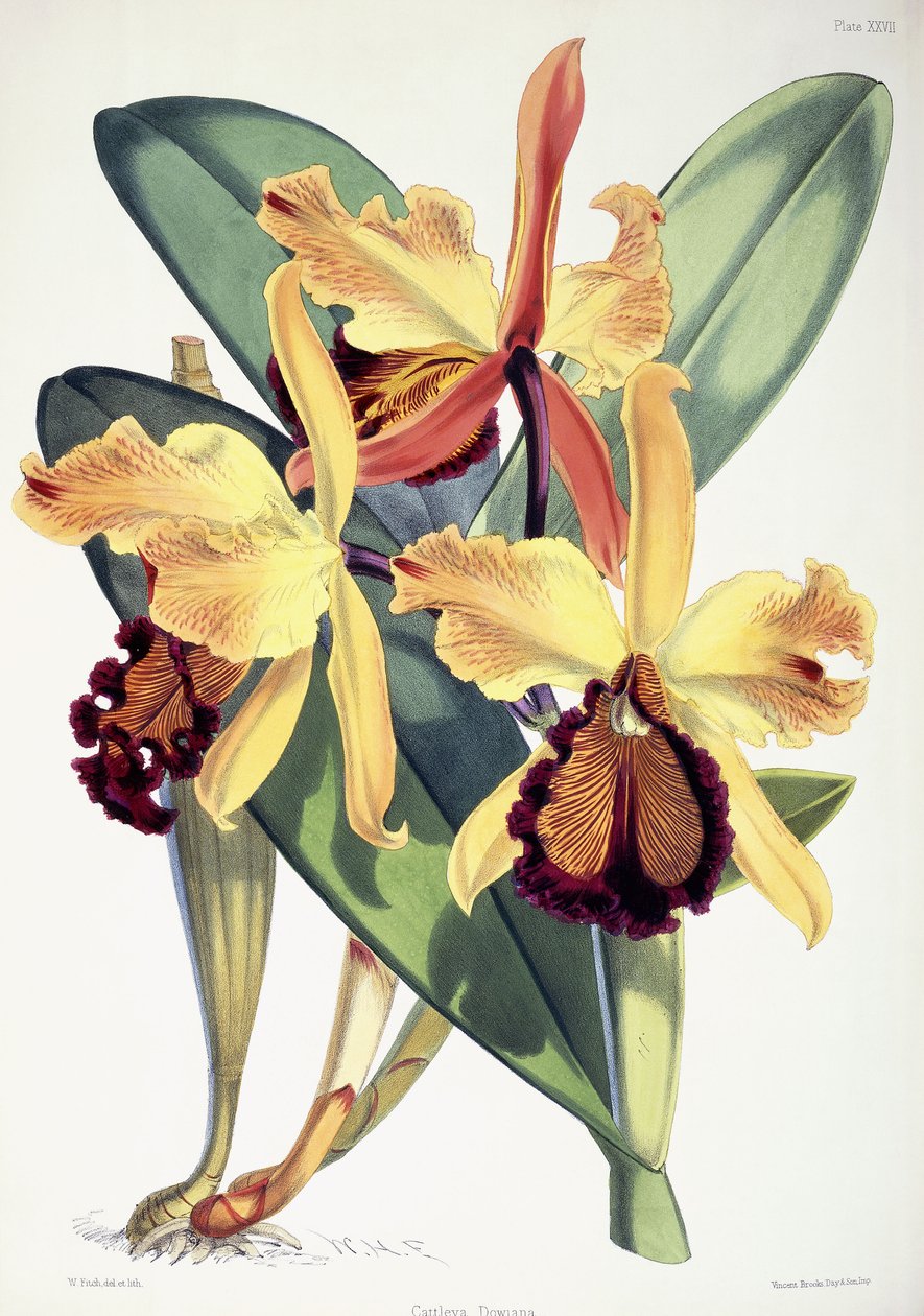 Cattleya Dowiana, c.1862-1877 de Walter Hood Fitch