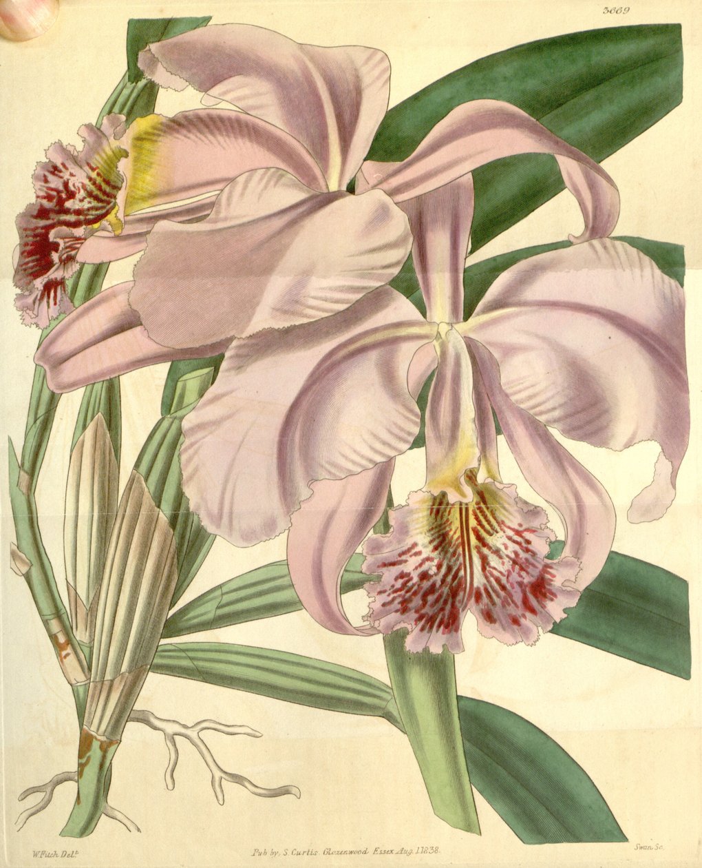 Cattleya mossiae de Walter Hood Fitch