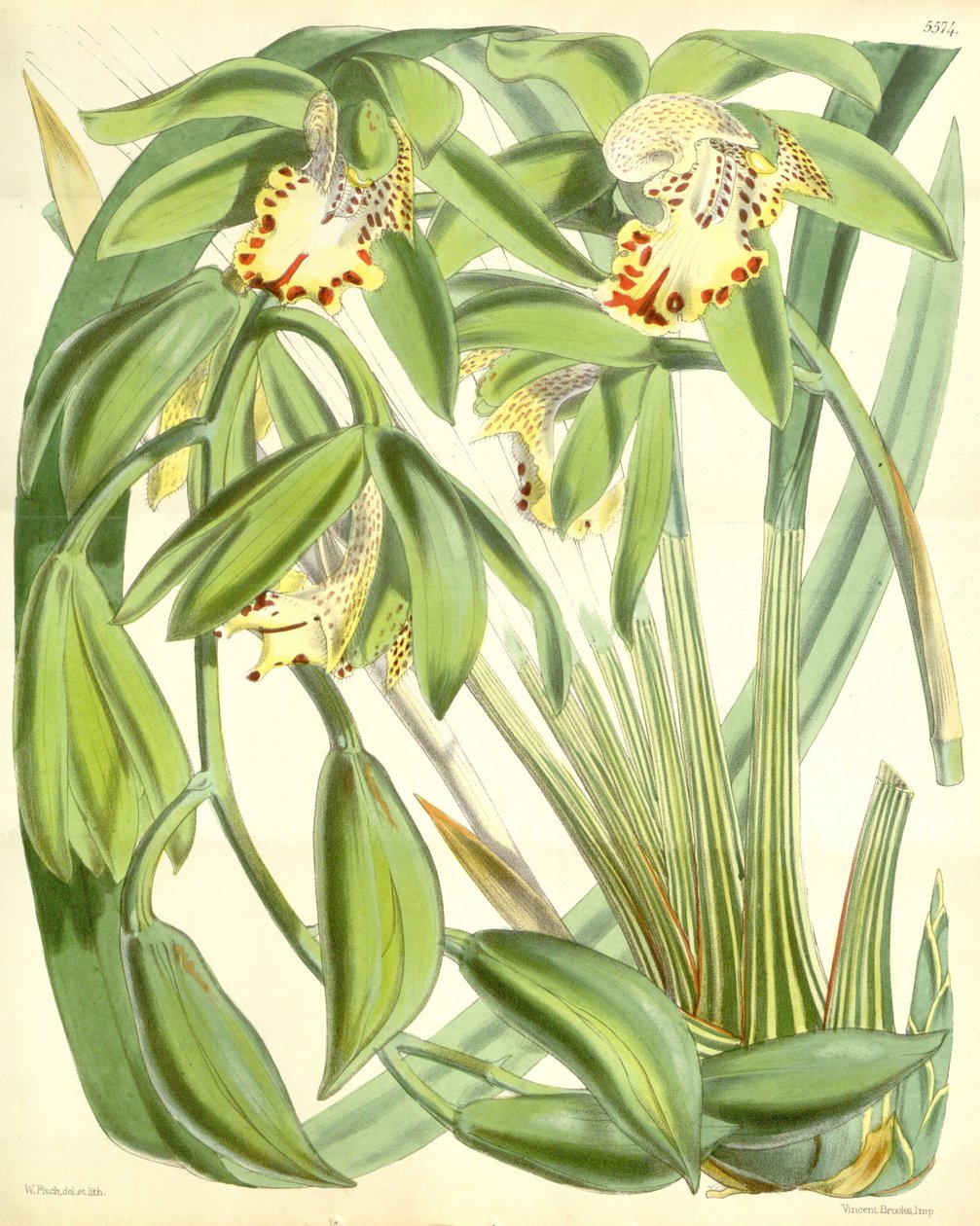 Cymbidium hookerianum de Walter Hood Fitch