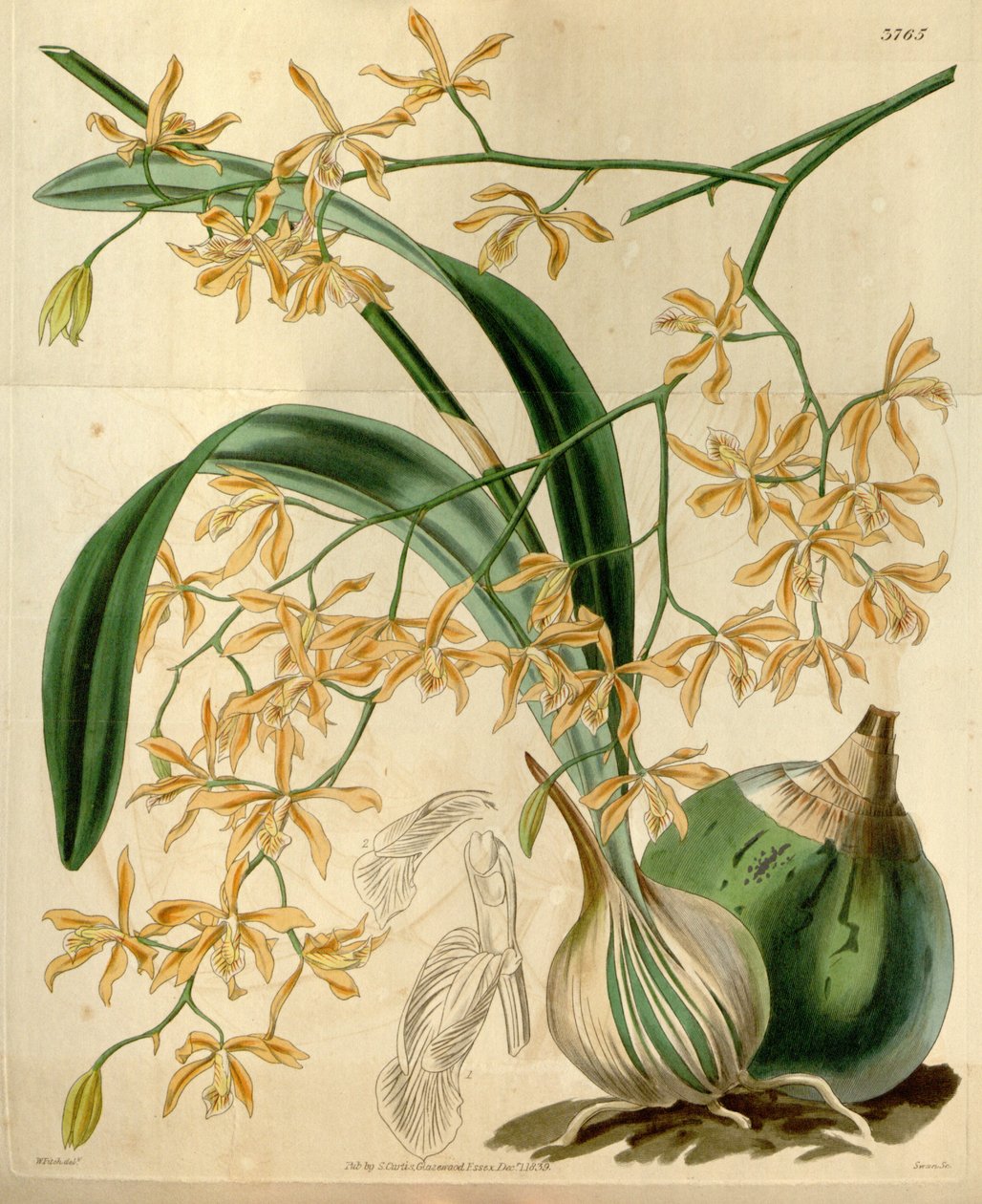 Encyclia candollei de Walter Hood Fitch