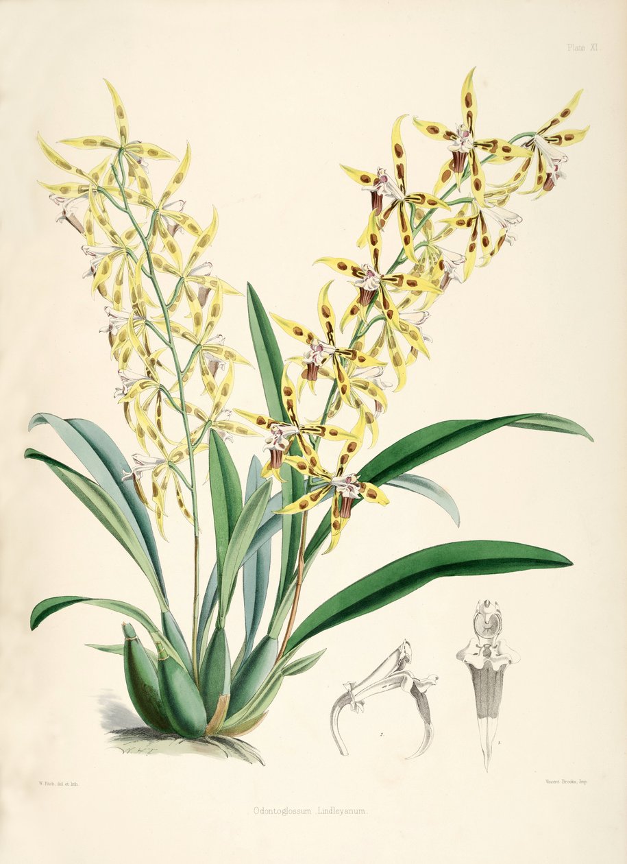 Odontoglossum lindleyanum de Walter Hood Fitch