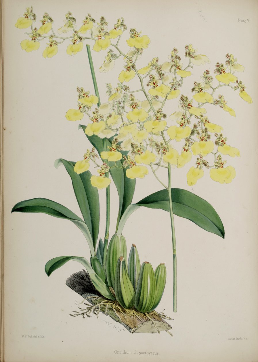 Oncidium bifolium de Walter Hood Fitch